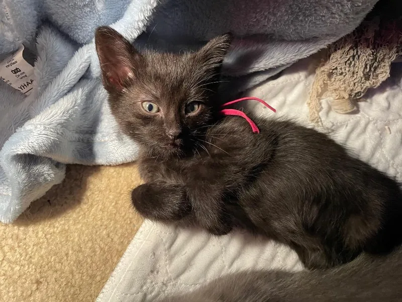 A baby small-sized female Domestic Short Hair cat named Carrie for adoption in Newaygo, MI