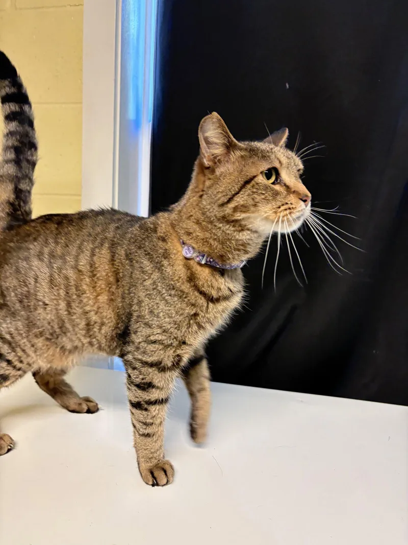 A senior medium-sized male Domestic Short Hair cat named Kyle for adoption in Prattville, AL
