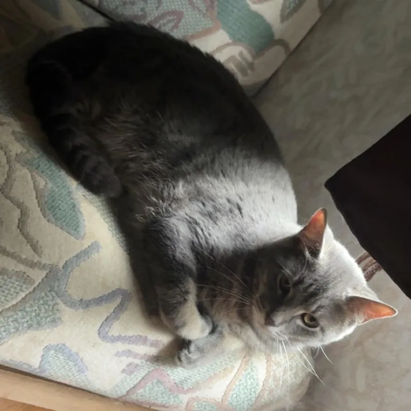 A young small-sized male Gray / Blue / Silver Domestic Short Hair cat named Feta for adoption in Bristol, IN