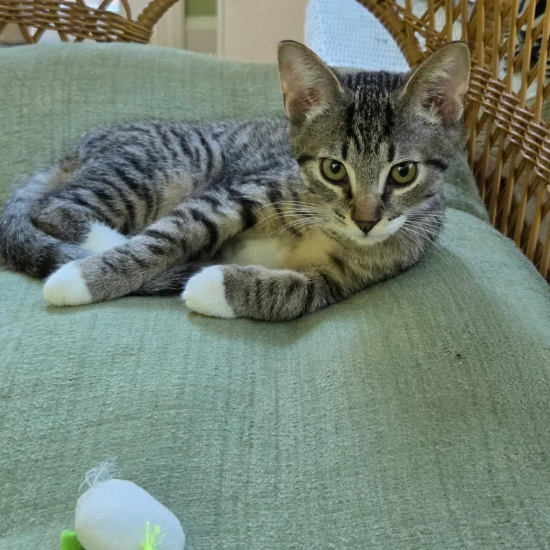 A baby medium-sized male Tabby (Gray / Blue / Silver) Domestic Short Hair cat named Gizmo for adoption in Sewell, NJ