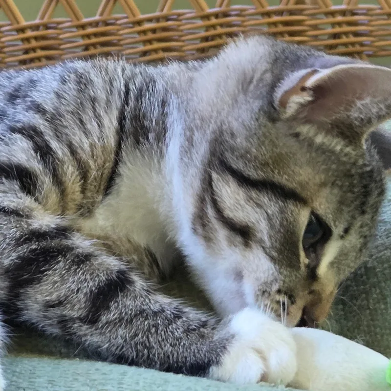 Gizmo thumbnail 2