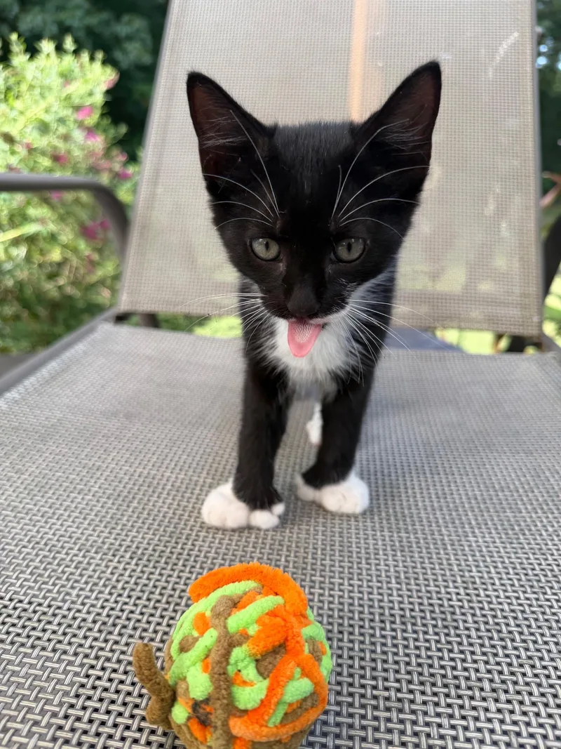 A baby medium-sized male Black & White / Tuxedo Extra-Toes Cat / Hemingway Polydactyl cat named Boots for adoption in Rock Spring, GA