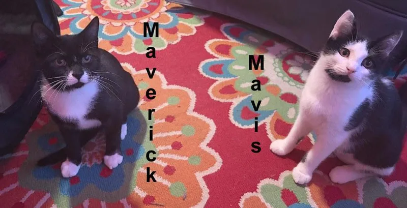 A baby medium-sized male Black Domestic Short Hair cat named Maverick & Mavis Kent for adoption in Stowe, PA