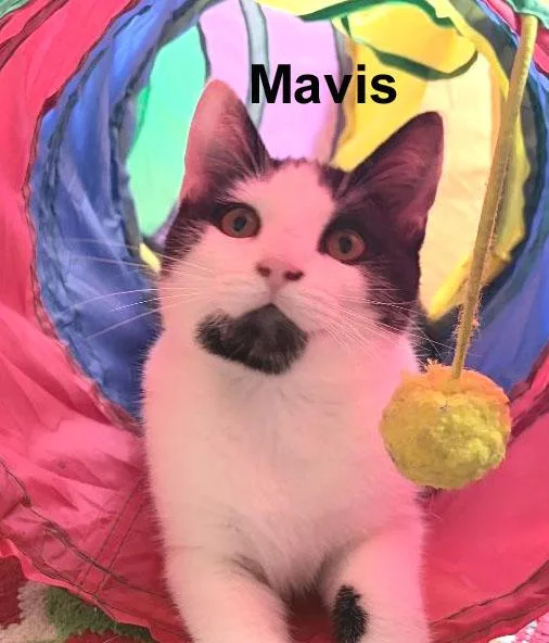 Maverick & Mavis Kent thumbnail 4
