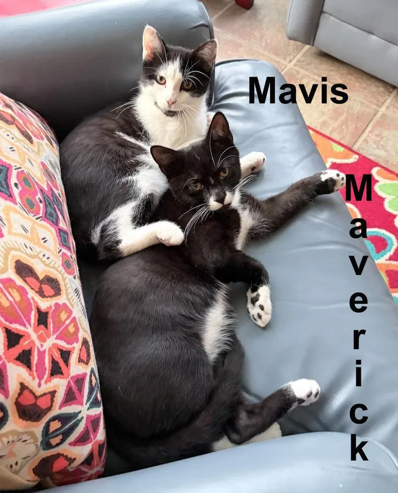 Maverick & Mavis Kent thumbnail 5