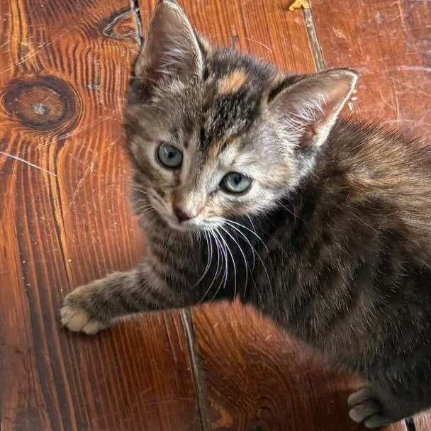 A baby medium-sized female Black Domestic Short Hair cat named Tyger for adoption in Webster, TX