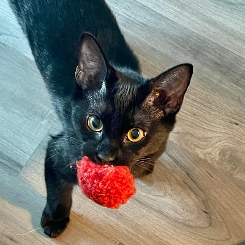 Vermithor thumbnail 2