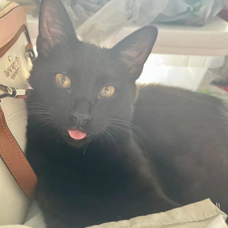 Vermithor thumbnail 3