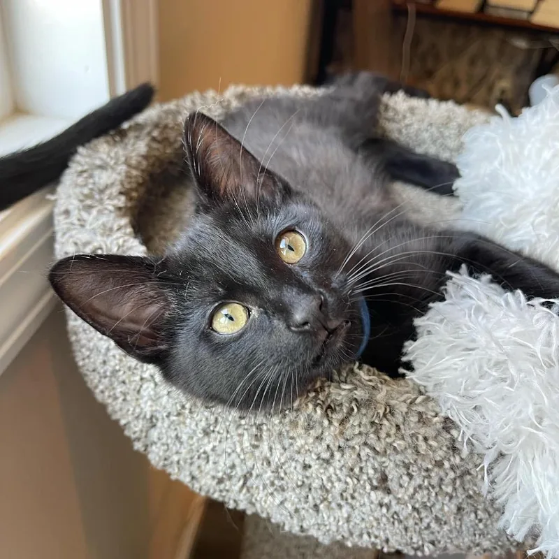 Vermithor thumbnail 4