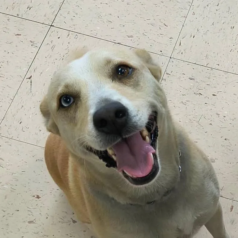 An adult medium-sized female White / Cream Retriever dog named Honey Bee for adoption in Fairfax, VA