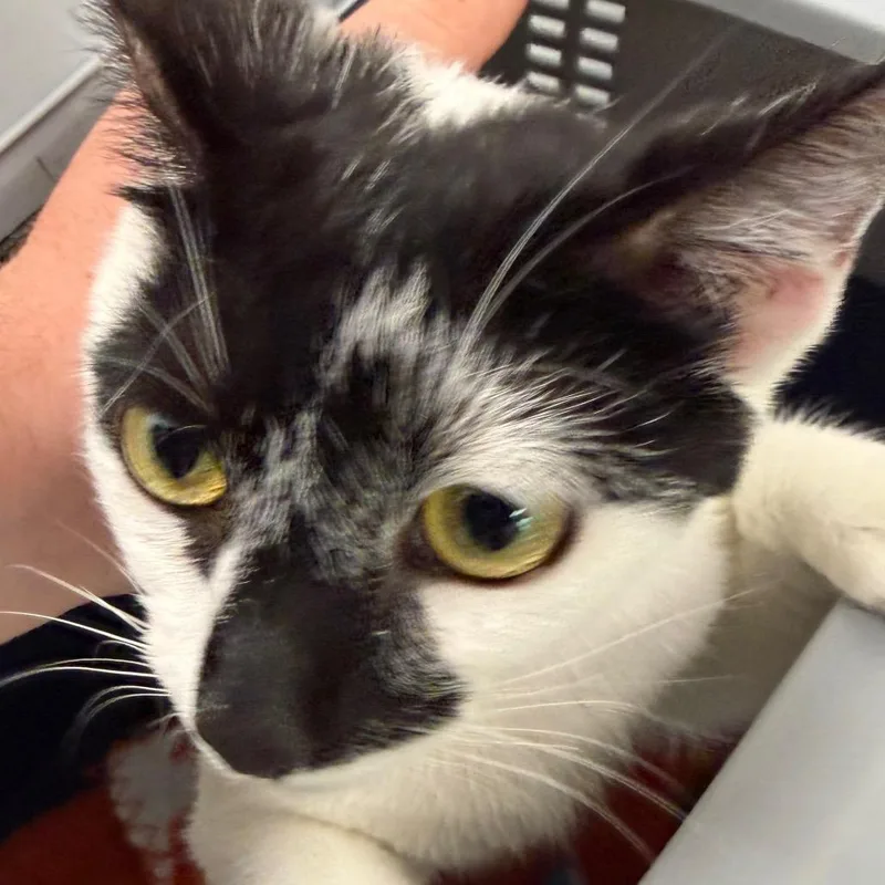 A young medium-sized female White Domestic Short Hair cat named Twinkie for adoption in Clearwater, FL