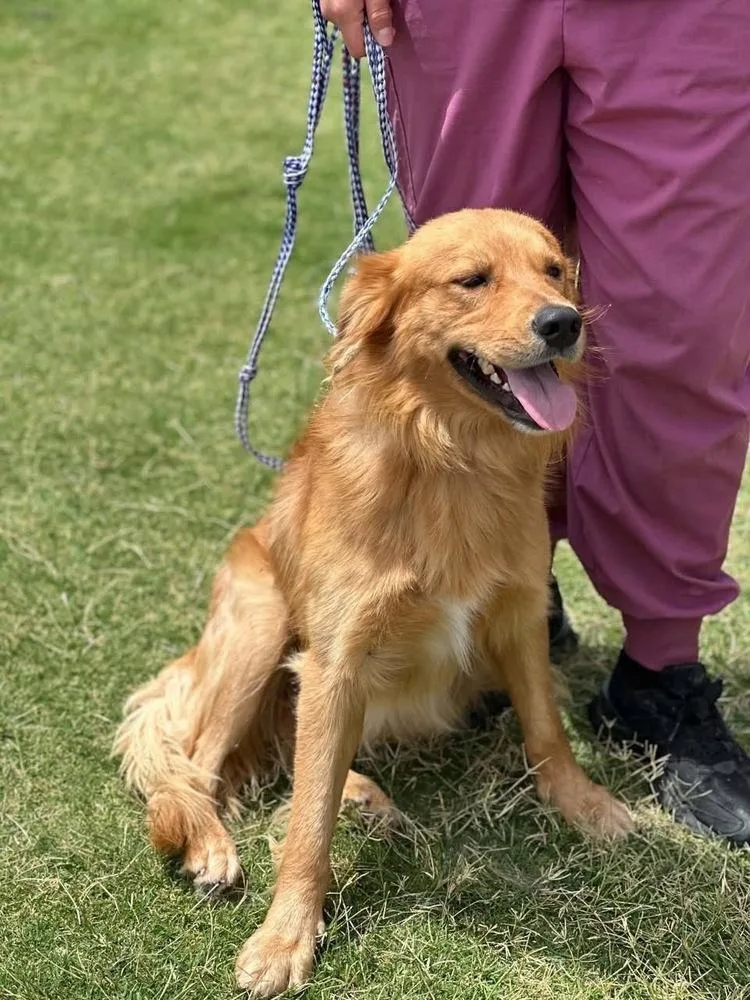 An adult medium-sized male Golden Retriever dog named Archie for adoption in Colorado Springs, CO