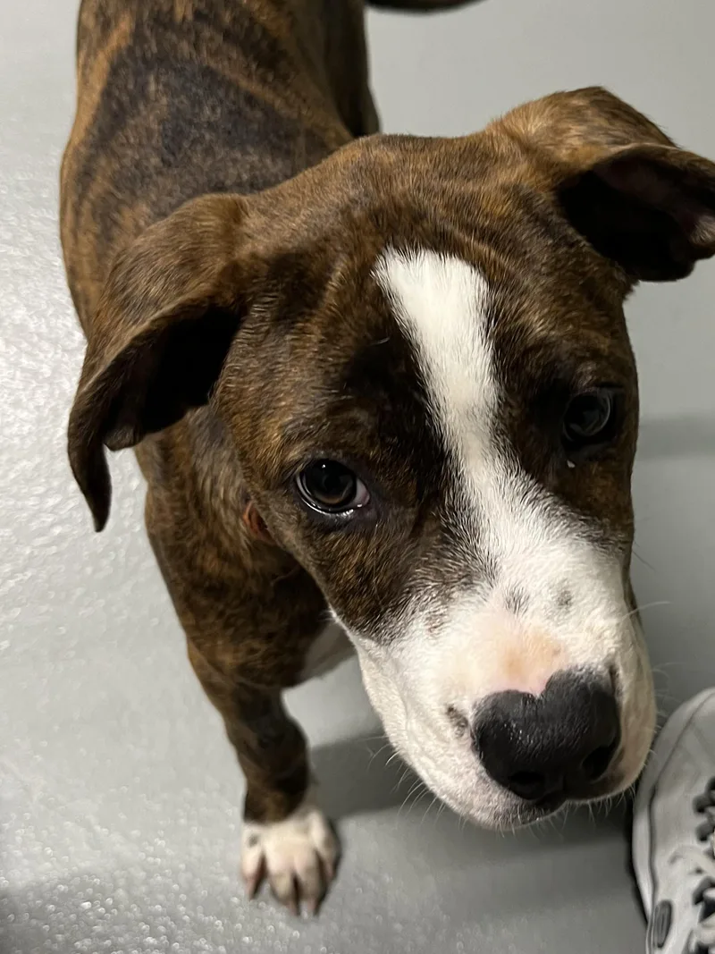 A baby medium-sized female Boxer dog named Lucy for adoption in Farmington, MO