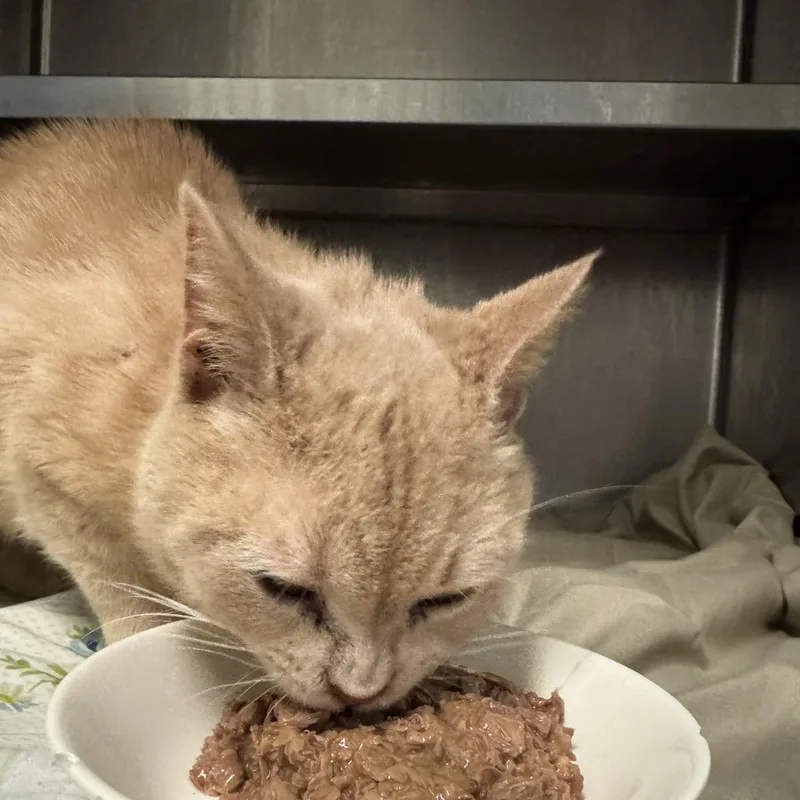 An adult extra large-sized male Orange / Red Domestic Short Hair cat named Maverick for adoption in Charleston, WV
