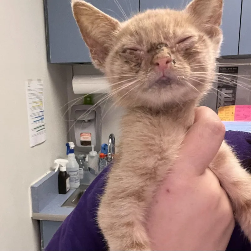 Maverick thumbnail 2