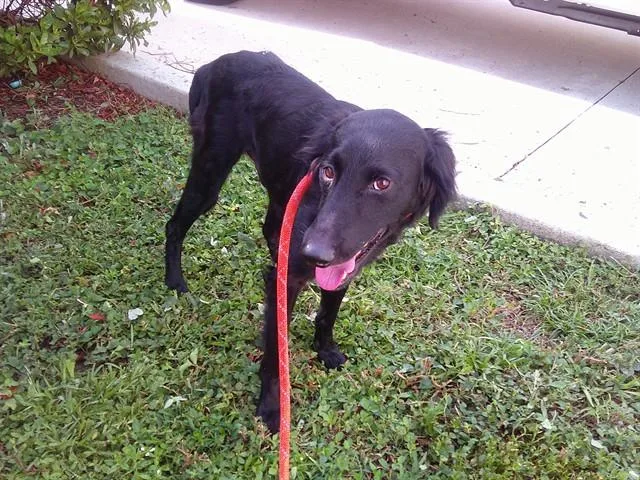 An adult large-sized male Labrador Retriever dog named Keir for adoption in Fort Lauderdale, FL