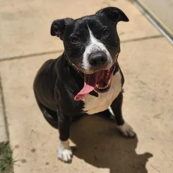 An adult large-sized male Black Pit Bull Terrier dog named Chunk for adoption in Stanley, VA
