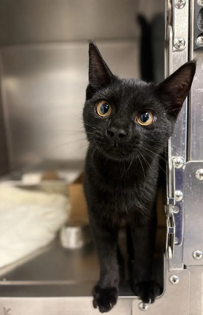 A baby medium-sized male Domestic Short Hair cat named Ringo for adoption in Sandusky, OH