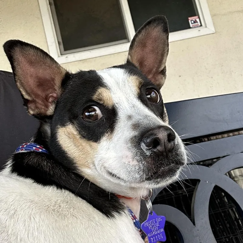 An adult medium-sized male Terrier dog named Jax for adoption in San Francisco, CA