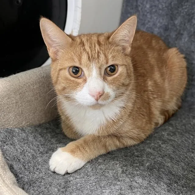 A young medium-sized male Domestic Short Hair cat named Ron Weasley for adoption in Methuen, MA