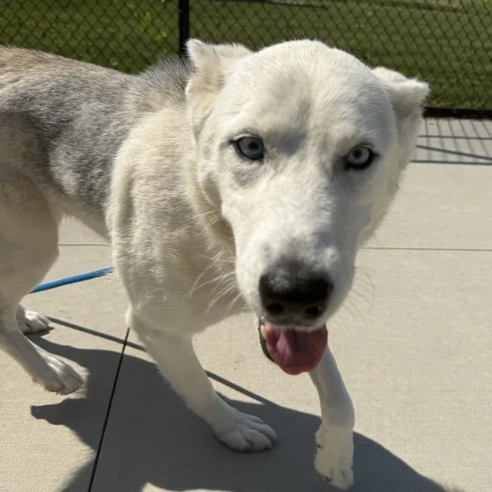 An adult medium-sized female White / Cream Shepherd dog named Roxy for adoption in Matteson, IL