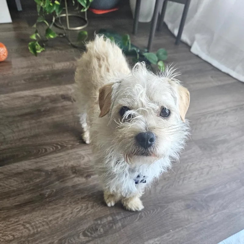 An adult small-sized male White / Cream Terrier dog named Jax for adoption in San Francisco, CA