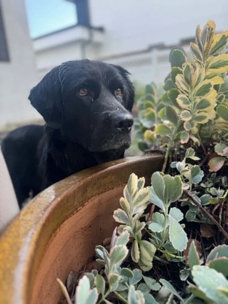An adult large-sized female Labrador Retriever dog named Amaris for adoption in Saint Petersburg, FL