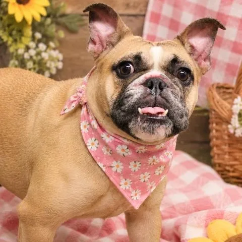 An adult medium-sized female Apricot / Beige French Bulldog dog named Ren for adoption in Sunderland, MD
