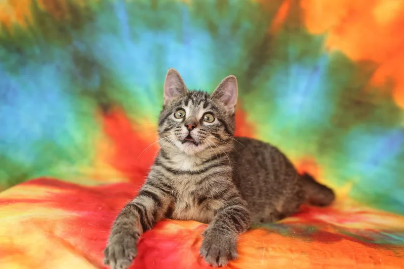 A young medium-sized male Domestic Short Hair cat named Huxtable & Honeycutt for adoption in New Prague, MN