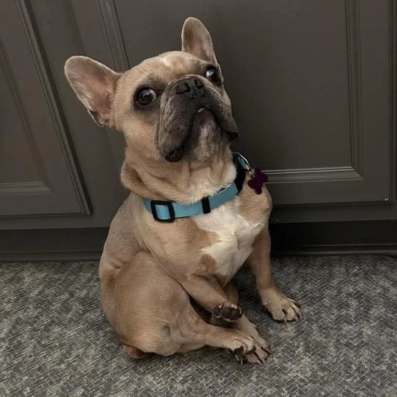 An adult medium-sized male French Bulldog dog named Suess for adoption in Hillsborough , NC