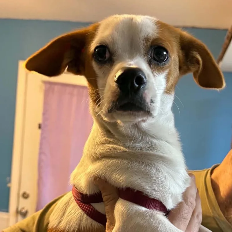 A young small-sized male White / Cream Cavalier King Charles Spaniel dog named Nigel for adoption in New Orleans, LA