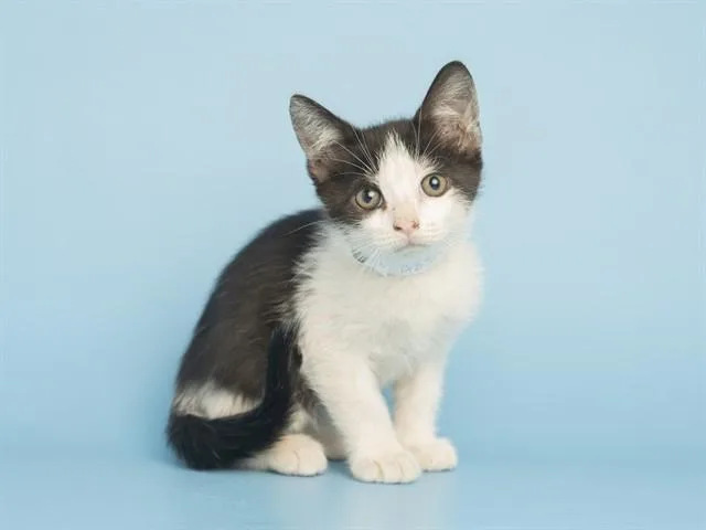 A baby small-sized male Domestic Short Hair cat named Milo for adoption in Phoenix, AZ