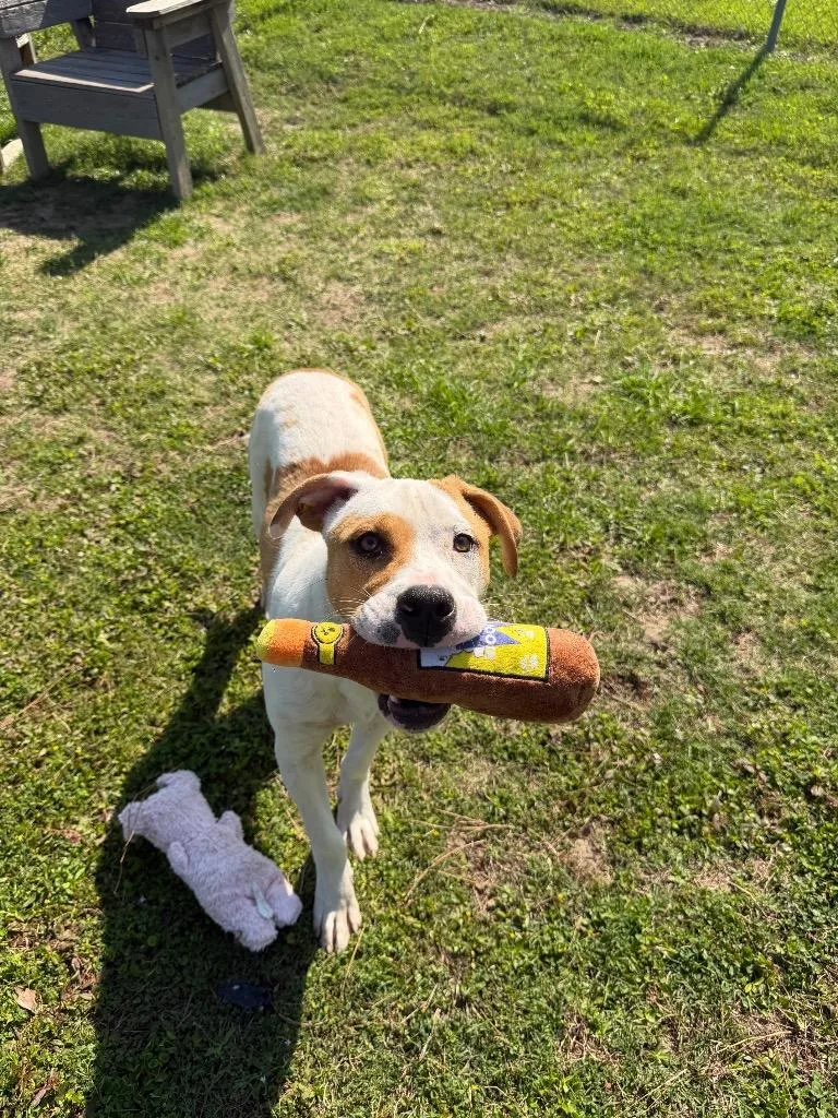 A baby large-sized male Mixed Breed dog named Buster for adoption in Metter, GA