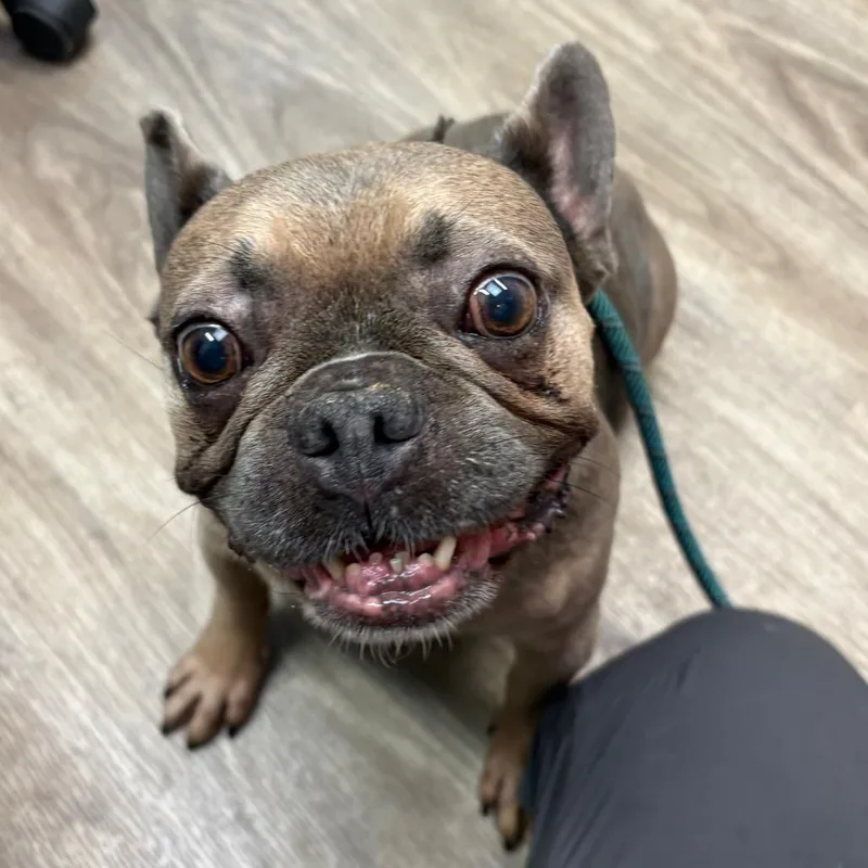 A senior small-sized female French Bulldog dog named Piper for adoption in San Jacinto, CA