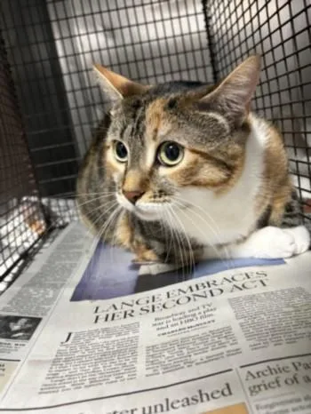 A young large-sized female Domestic Short Hair cat named Didia for adoption in Chatsworth, CA