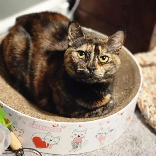 Spaghetti thumbnail 2