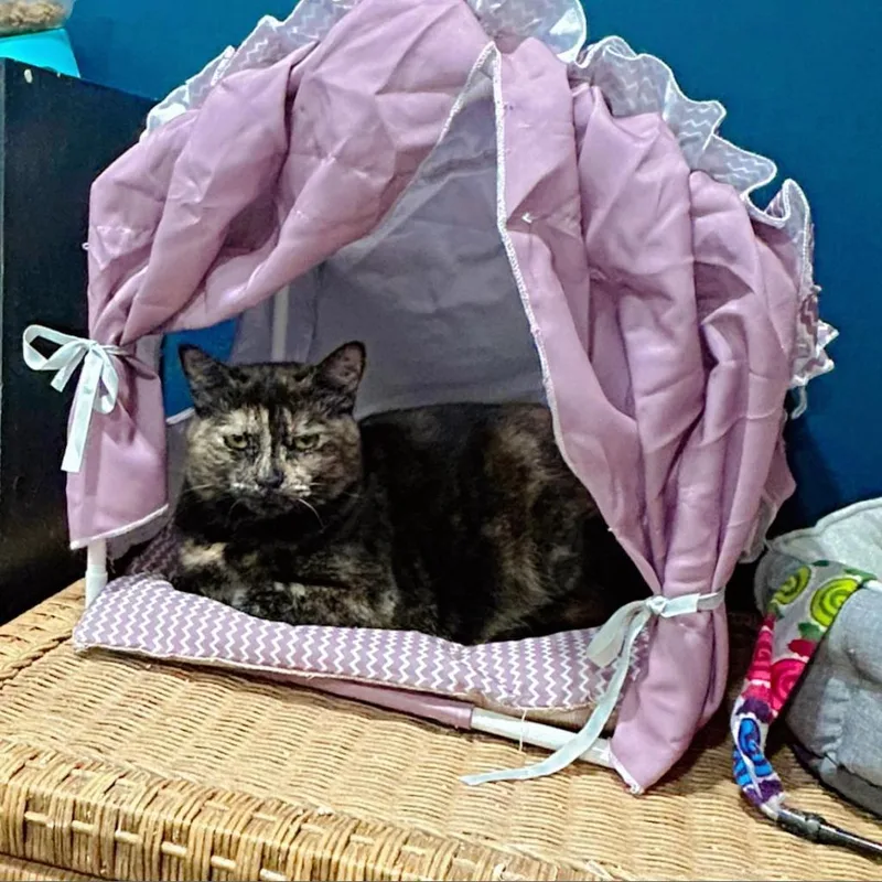 Spaghetti thumbnail 3