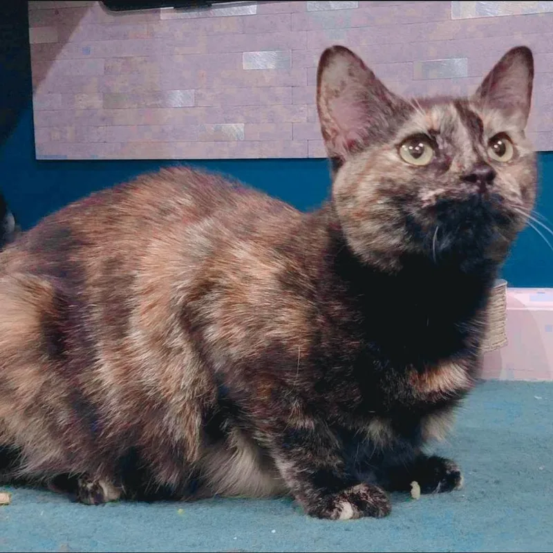 Spaghetti thumbnail 4