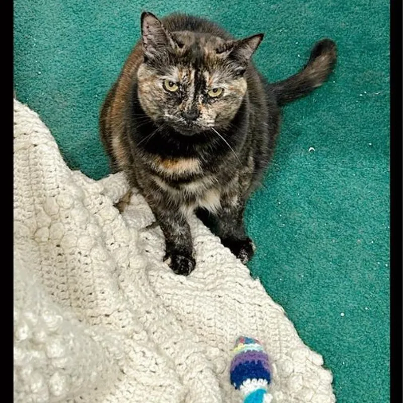 Spaghetti thumbnail 5