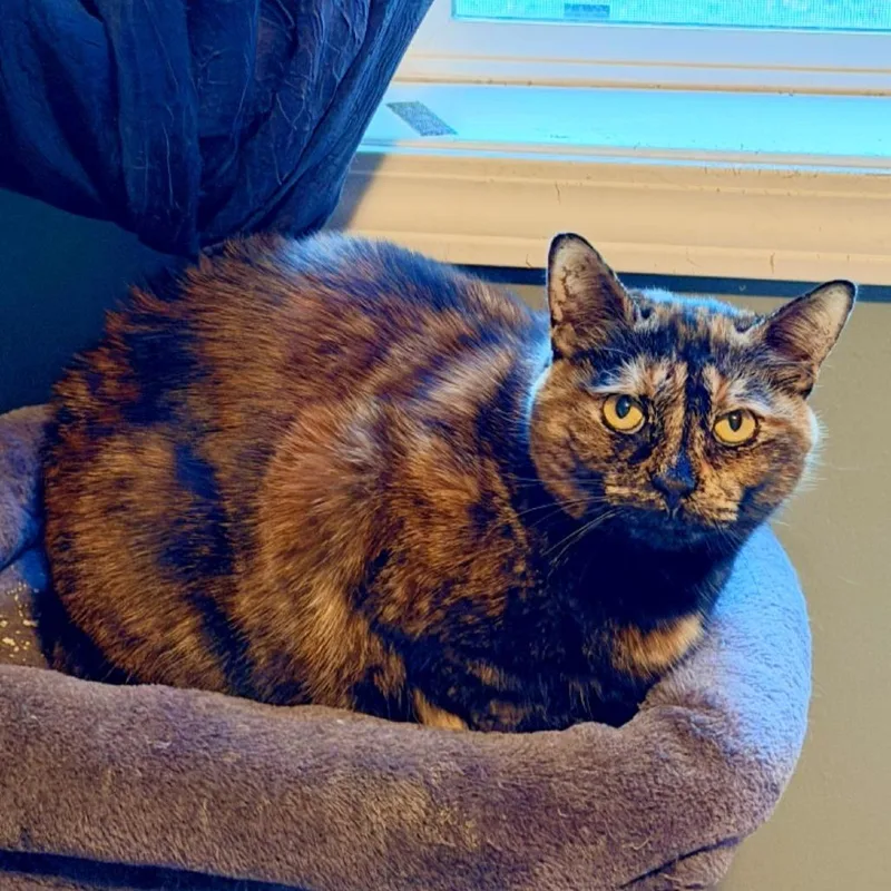 Spaghetti thumbnail 6