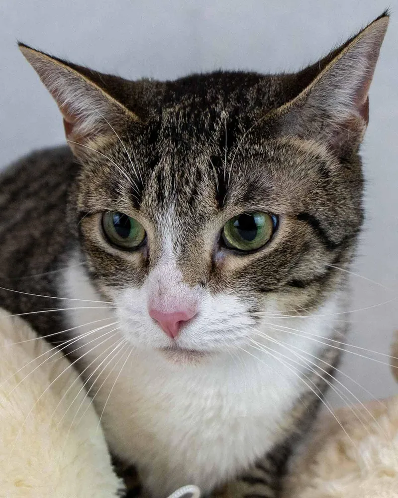 A young medium-sized male Domestic Short Hair cat named Fescue for adoption in Kennesaw, GA