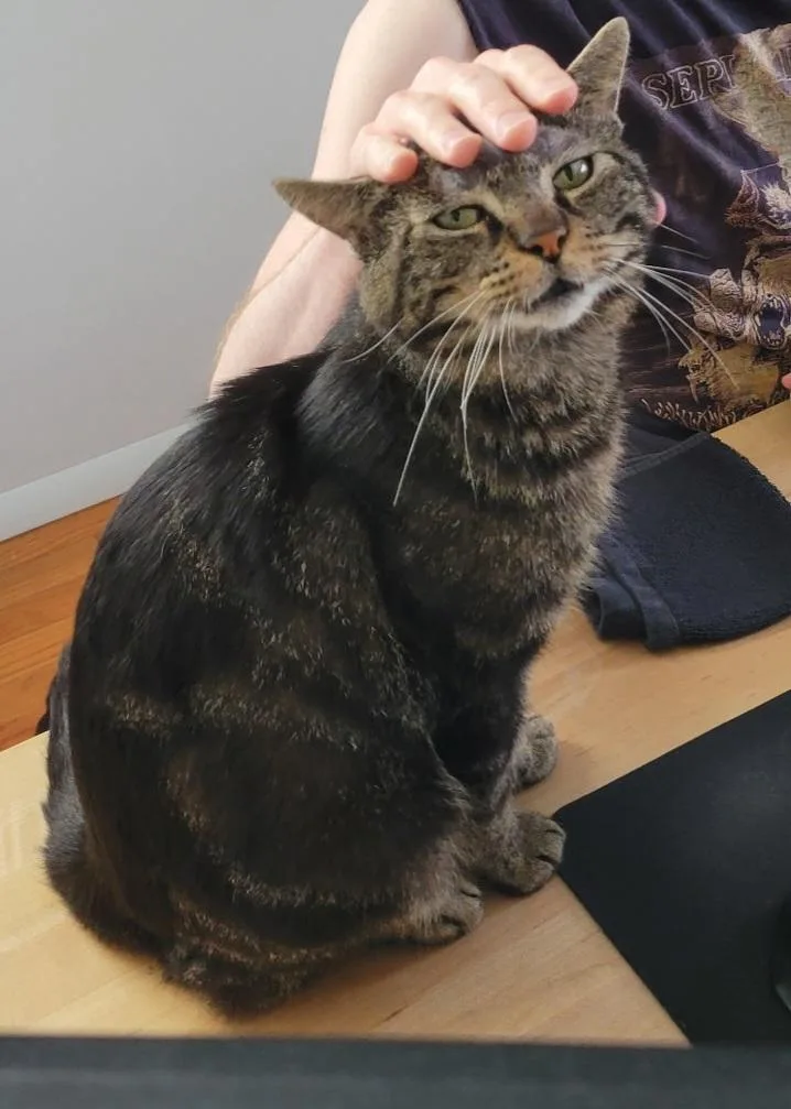 An adult medium-sized male Tabby (Brown / Chocolate) Tabby cat named Spencer for adoption in Bear, DE