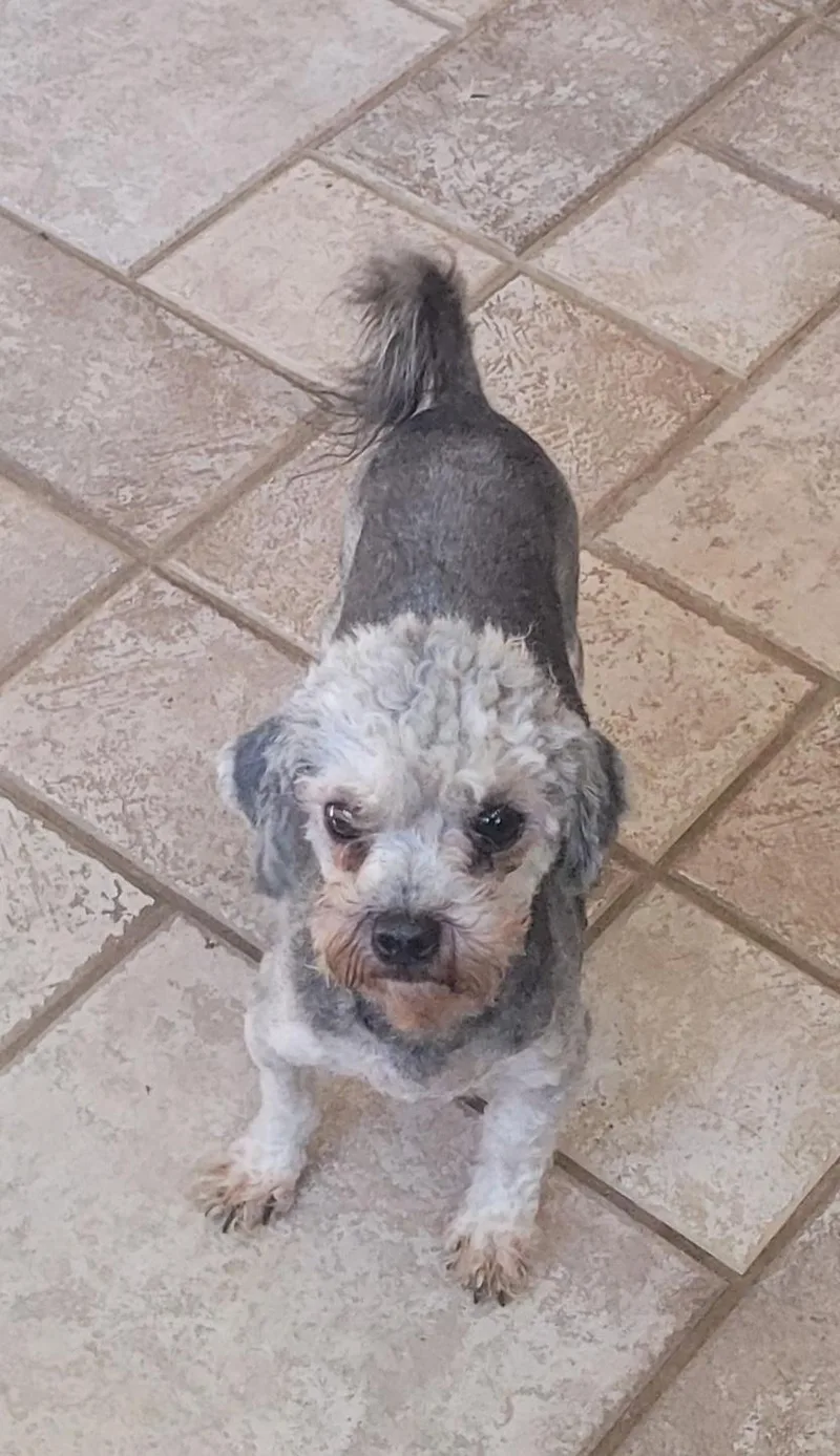 A young small-sized male Poodle (Toy) dog named Ben for adoption in Catlettsburg, KY