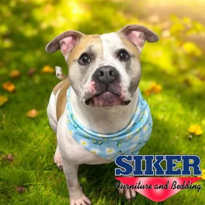 An adult large-sized male Mixed Breed dog named Dillinger for adoption in Janesville, WI