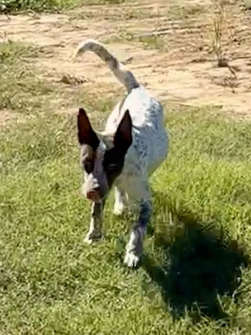 A baby medium-sized female White / Cream German Shorthaired Pointer dog named Junebug for adoption in Cordova, TN