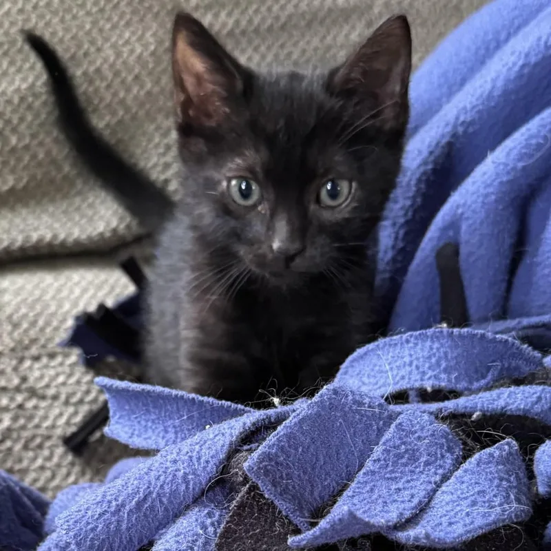 A baby small-sized male Black Domestic Short Hair cat named Tonka for adoption in Tacoma, WA