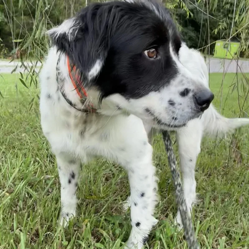 A young medium-sized male White / Cream English Springer Spaniel dog named Gregory for adoption in Cumberland , VA