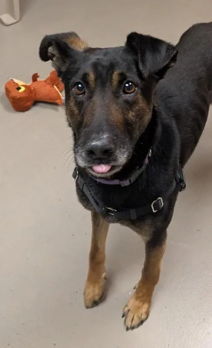 An adult medium-sized male Black Shepherd dog named Jersey for adoption in Bellingham, WA