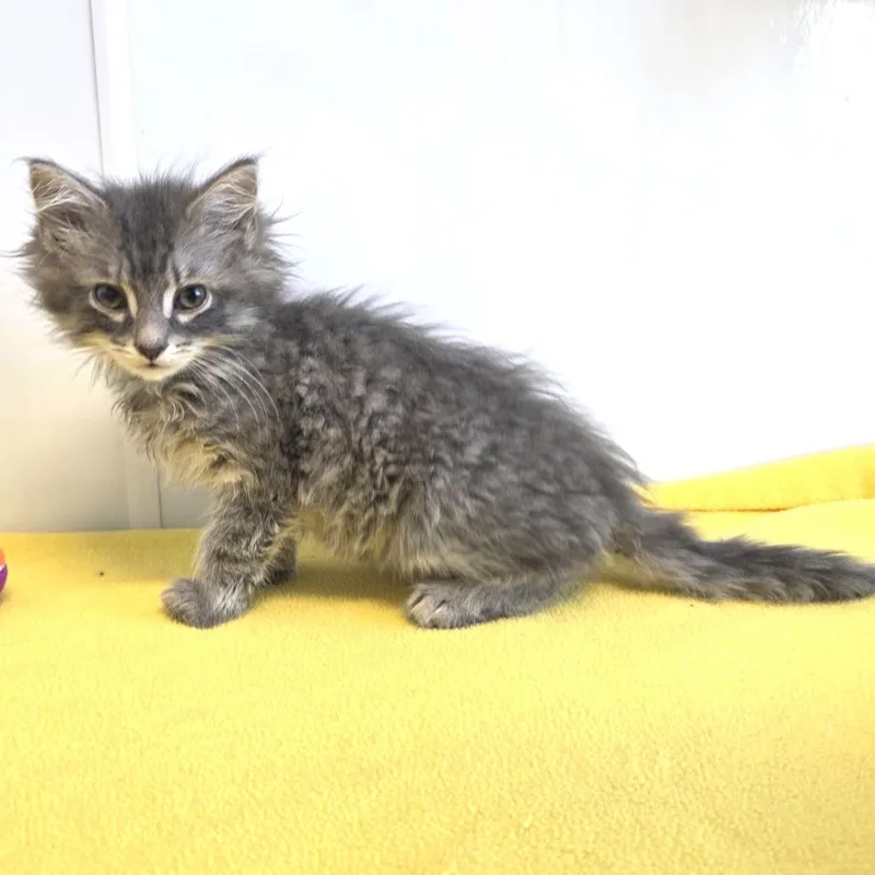 Scrabble thumbnail 2