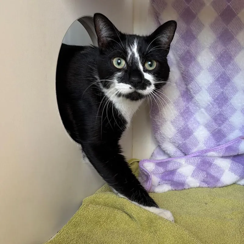 An adult large-sized male Domestic Short Hair cat named Clyde for adoption in Council Bluffs, IA